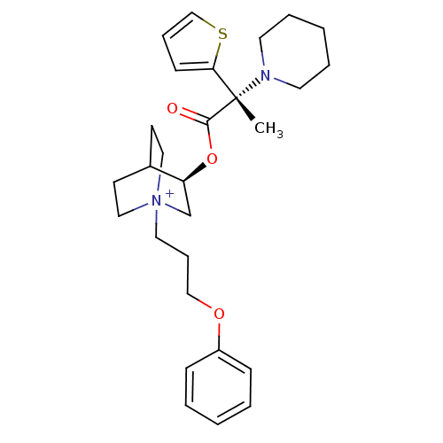PNG